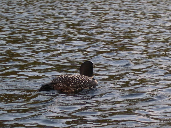 Le canard qui n'a jamais voulu nous regarder dans les yeux