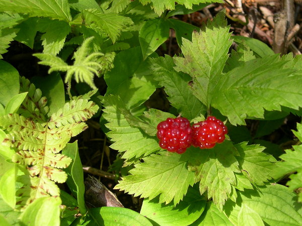 On s'est régalé de framboises sauvages