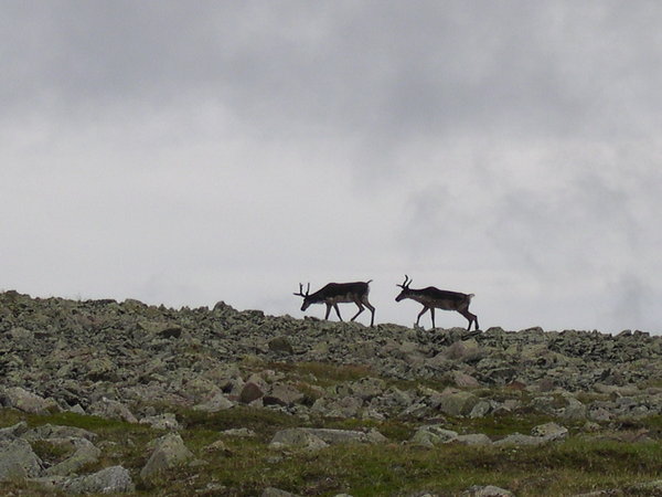 Caribous des bois