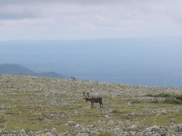 Caribou des bois