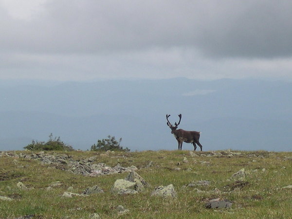 Caribou des bois