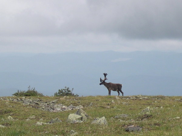 Caribou des bois