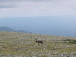 Caribou des bois