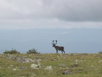 Caribou des bois