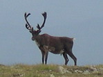 Caribou des bois