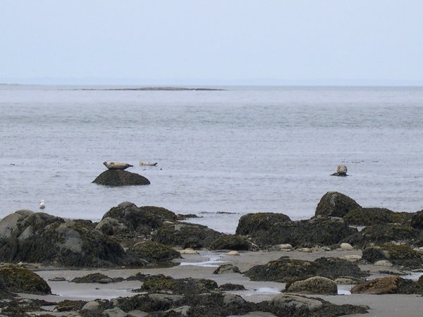 Trois phoques communs dans le parc du Bic