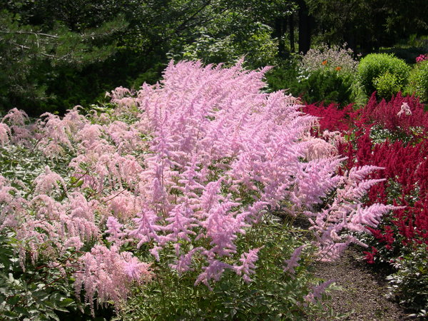 Astilbe