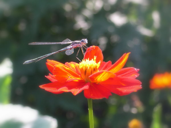 Libellule sur Cosmos