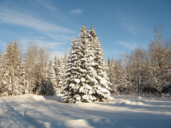 Un authentique arbre de Noël